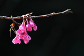 Enlarge photo 35