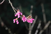 Enlarge photo 39