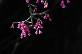Enlarge photo 40