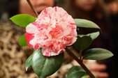 Enlarge photo 44