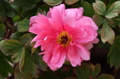 Enlarge photo 46