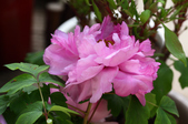 Enlarge photo 48