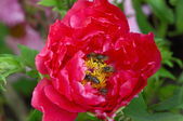 Enlarge photo 49