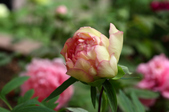 Enlarge photo 50