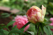 Enlarge photo 51
