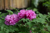 Enlarge photo 53