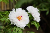 Enlarge photo 54