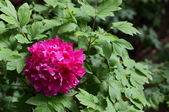 Enlarge photo 55
