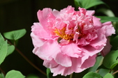 Enlarge photo 58