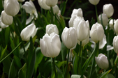 Enlarge photo 61