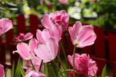 Enlarge photo 75