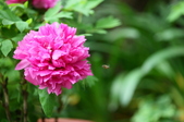 Enlarge photo 77