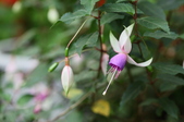 Enlarge photo 78