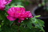 Enlarge photo 81