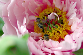 Enlarge photo 83