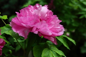 Enlarge photo 85