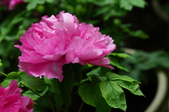 Enlarge photo 86