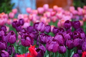 Enlarge photo 91