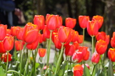 Enlarge photo 96