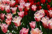 Enlarge photo 102