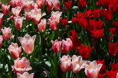 Enlarge photo 104