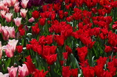Enlarge photo 105