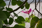 Enlarge photo 36