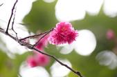 Enlarge photo 39