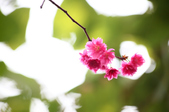Enlarge photo 41