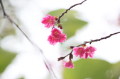 Enlarge photo 42