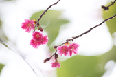 Enlarge photo 43