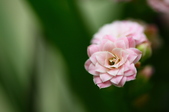 Enlarge photo 45