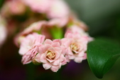 Enlarge photo 47