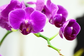 Enlarge photo 49