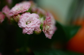 Enlarge photo 52