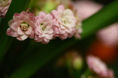 Enlarge photo 58