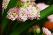 Enlarge photo 57