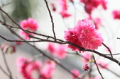 Enlarge photo 62