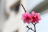 Enlarge photo 63