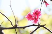 Enlarge photo 64