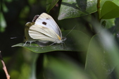 Enlarge photo 71