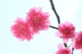 Enlarge photo 81