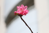 Enlarge photo 82