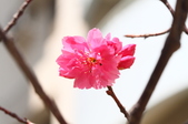 Enlarge photo 83