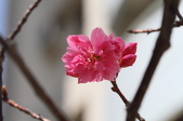 Enlarge photo 85