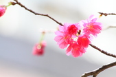 Enlarge photo 86