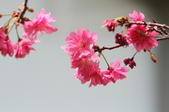 Enlarge photo 87