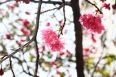Enlarge photo 90