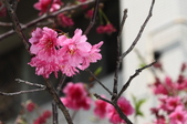 Enlarge photo 93
