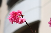Enlarge photo 97